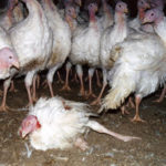 Can I eat week old turkey?