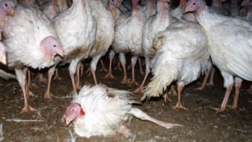 Can I eat week old turkey?