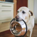 Can I feed my dog rice and chicken everyday?