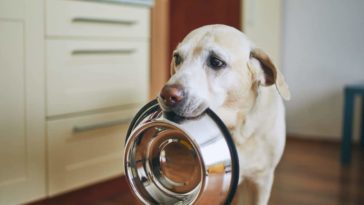 Can I feed my dog rice and chicken everyday?