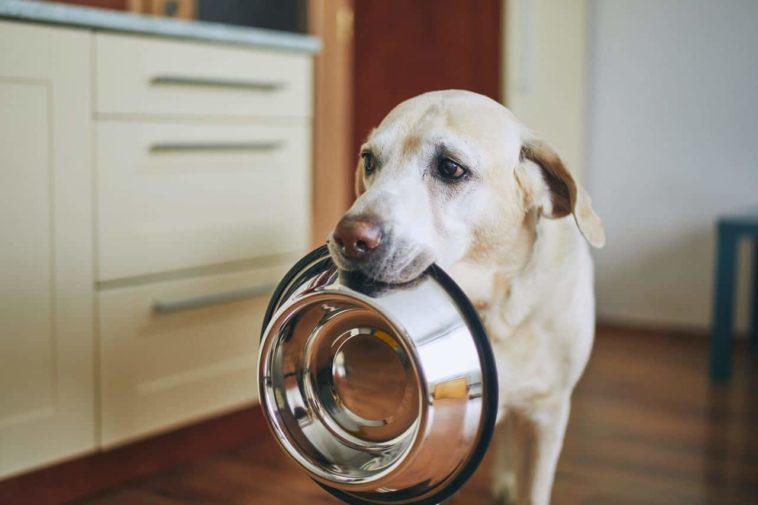 Can I feed my dog rice and chicken everyday?