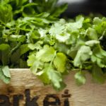 Can I freeze fresh cilantro?