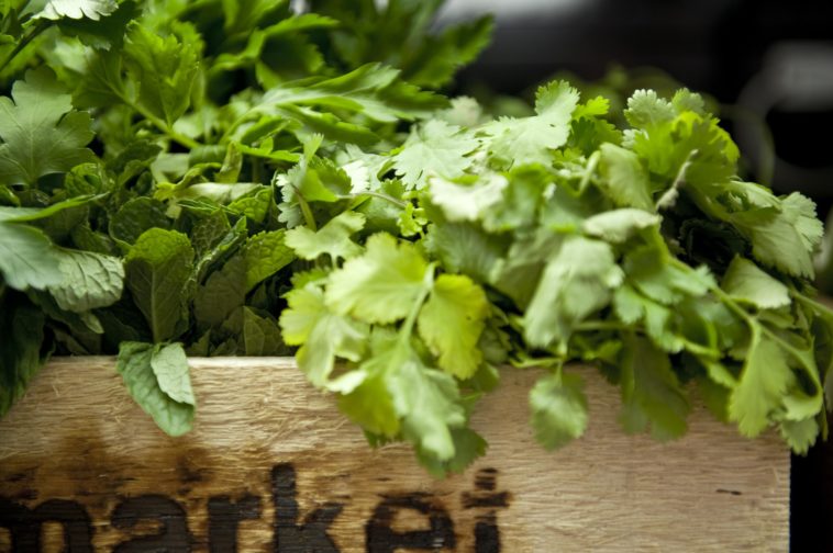 Can I freeze fresh cilantro?