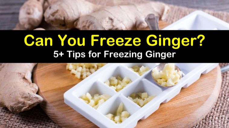 Can I freeze fresh ginger?