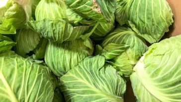 Can I freeze raw cabbage?