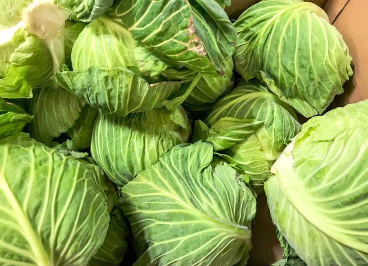 Can I freeze raw cabbage?