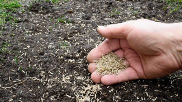 Can I just sprinkle flower seeds?