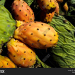 Can I order prickly pears online?