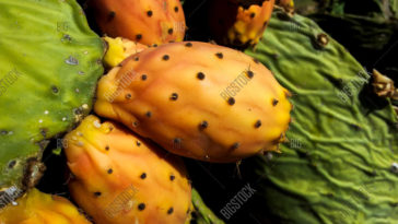 Can I order prickly pears online?