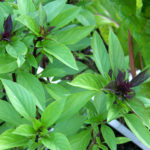 Can I use sweet basil instead of regular basil?