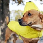 Can Maltipoos eat bananas?