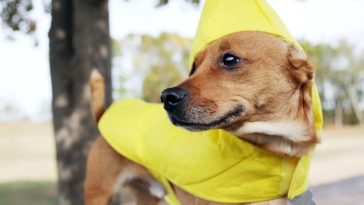 Can Maltipoos eat bananas?