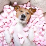 Can Muslims eat marshmallows?