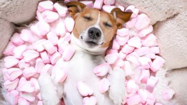 Can Muslims eat marshmallows?