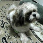 Can Shih Tzu eat spaghetti?