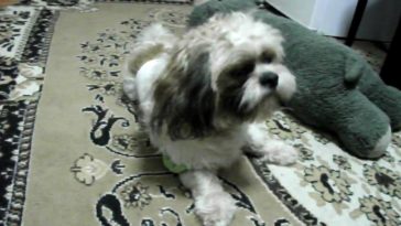 Can Shih Tzu eat spaghetti?