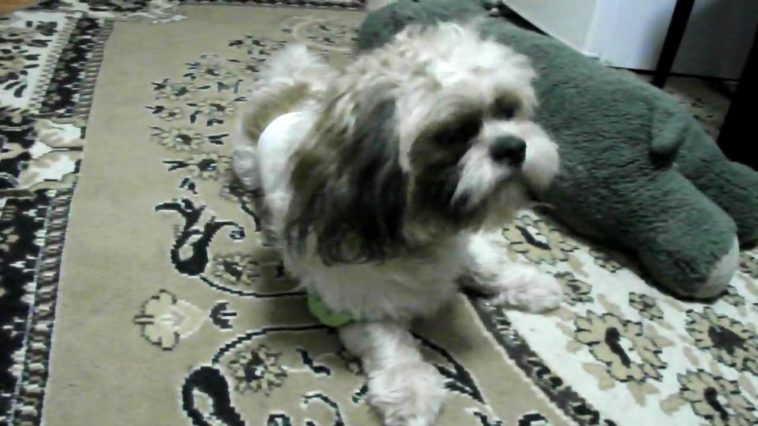 Can Shih Tzu eat spaghetti?