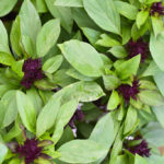 Can Thai basil be used for pesto?