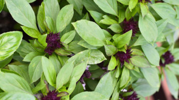 Can Thai basil be used for pesto?