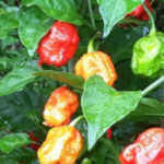 Can a Carolina Reaper burn a hole in your stomach?