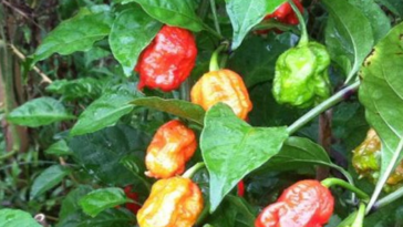 Can a Carolina Reaper burn a hole in your stomach?