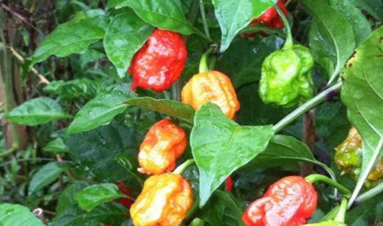 Can a Carolina Reaper burn a hole in your stomach?