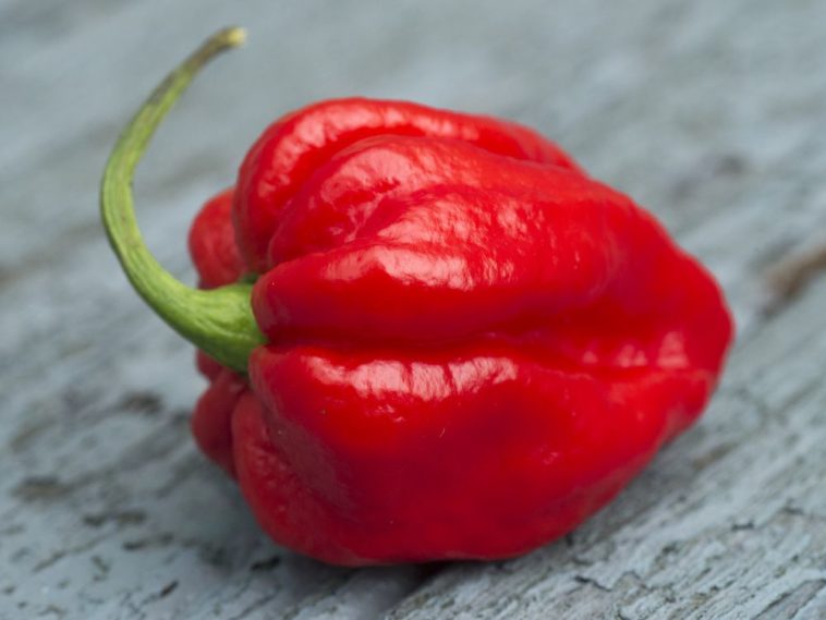 Can a Carolina Reaper kill you?
