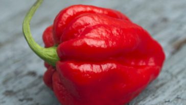 Can a Carolina Reaper kill you?