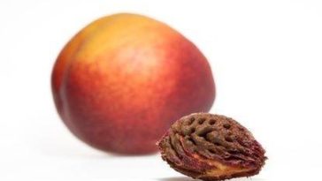 Can a nectarine seed kill you?