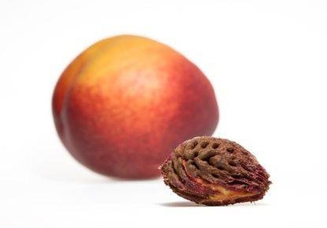 Can a nectarine seed kill you? - Foodly