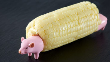 Can a pig eat a corn cob?