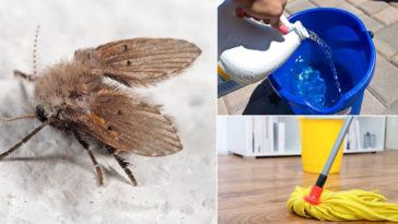 Can bleach kill drain flies?