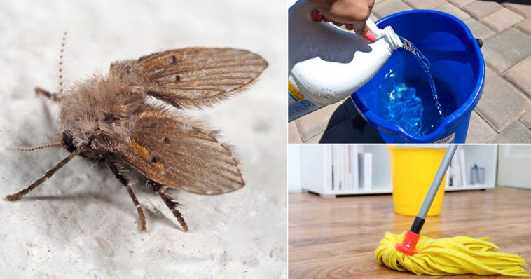 Can bleach kill drain flies?