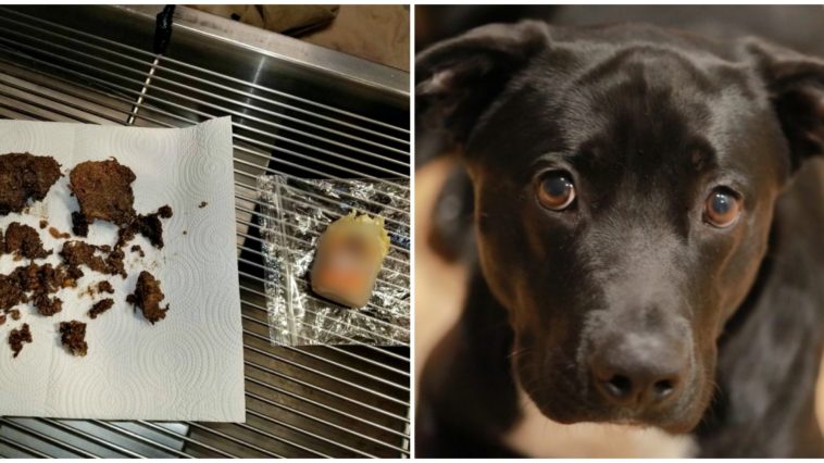 Can chives kill a dog?