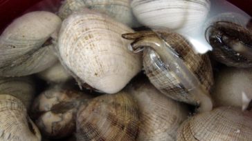 Can clams live in tap water?