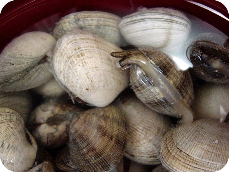 Can clams live in tap water?