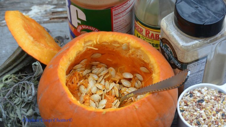 Can conures eat cooked pumpkin?