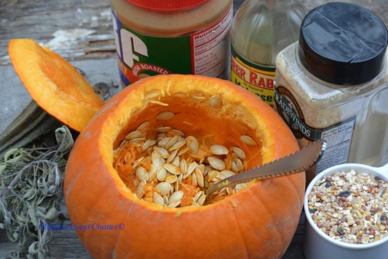 Can conures eat cooked pumpkin?