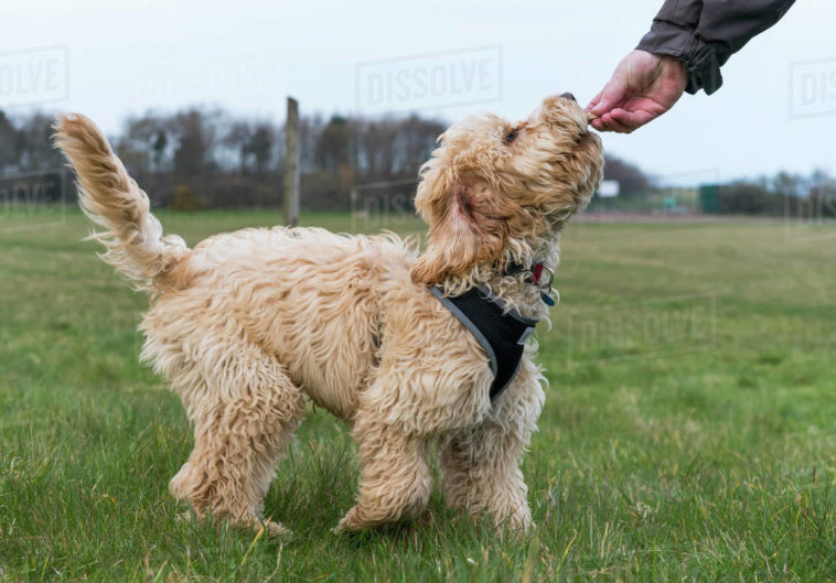 Can dogs eat Buddha's hand?