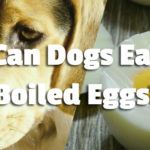 Can dogs eat boiled eggs?
