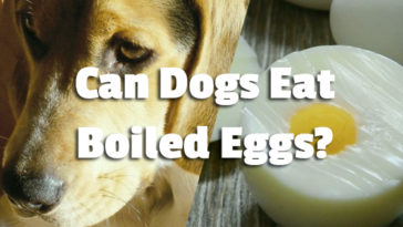 Can dogs eat boiled eggs?