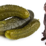 Can dogs eat pickles?