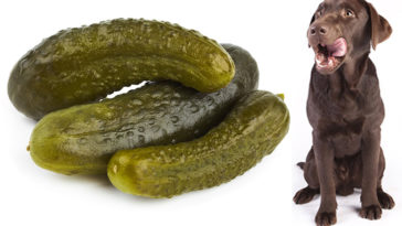 Can dogs eat pickles?