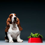 Can dogs have spinach?