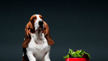 Can dogs have spinach?