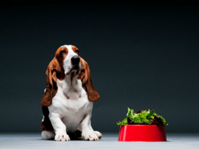 Can dogs have spinach?