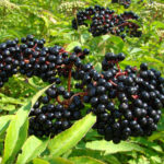 Can elderberries kill you?