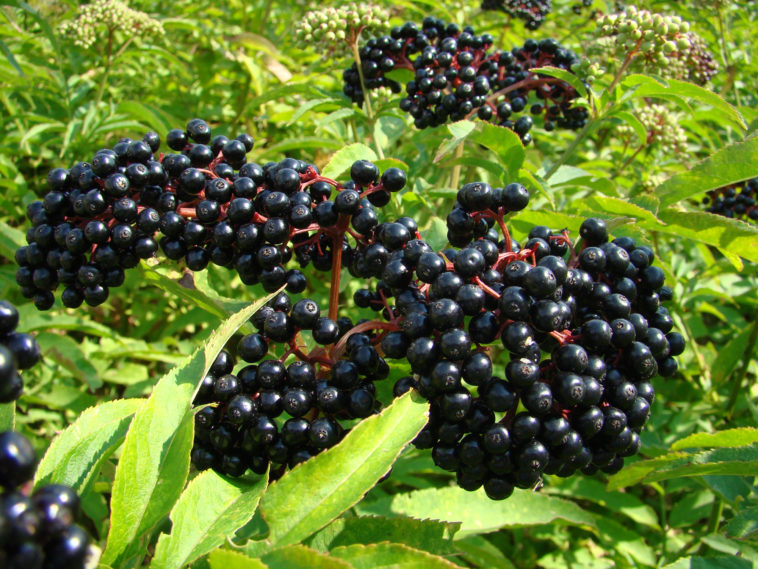 Can elderberries kill you?