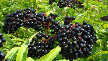 Can elderberry kill you?