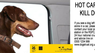 Can hot dogs kill dogs?